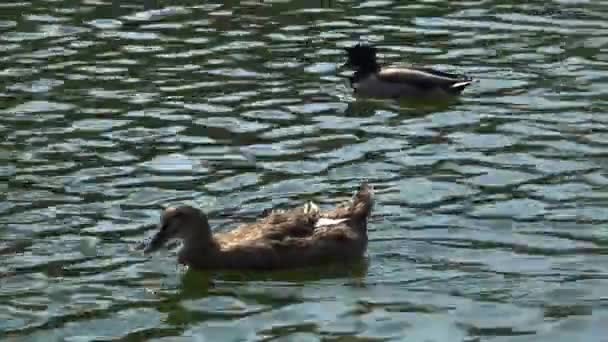 Le canard colvert flotte sur l'eau, l'éblouissement de l'eau 