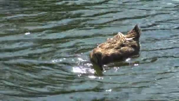 水、水のまぶしさに浮くアヒルのマガモ — ストック動画