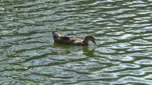 De mallard duck drijft op het water, de schittering van het water — Stockvideo