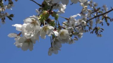 Kiraz çiçeği herhangi cins Prunus, özellikle Japon cherry, sakura Japon sonra denir Prunus serrulata çeşitli ağaçlar bir çiçektir