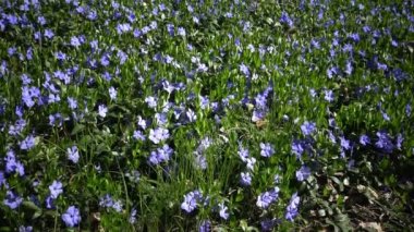 Cezayir menekşesi bitkiler Apocynaceae ailesindeki familyasından