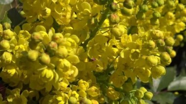 Mahonia aquifolium (Oregon Üzüm veya Oregon Üzüm) 
