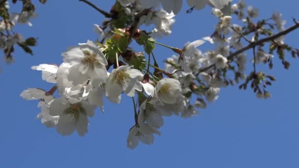 Цветок Вишни Цветок Любого Нескольких Деревьев Рода Prunus Особенно Японской — стоковое видео