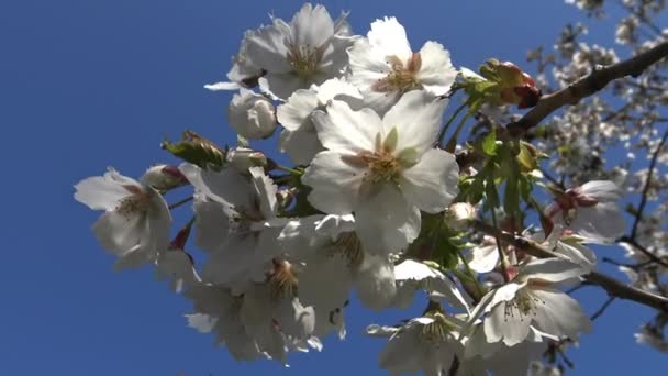 Цветок вишни - это цветок любого из нескольких деревьев рода Prunus — стоковое видео