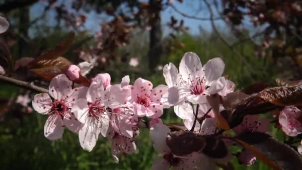 Uma flor de cereja é a flor de qualquer uma das várias árvores do gênero Prunus — Vídeo de Stock