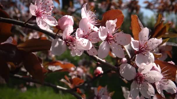 Třešňový květ je květina některou z několika stromů rodu Prunus — Stock video