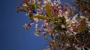 Kartopu - moschatel ailesinde, Adoxaceae küçük ağaçlar.