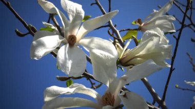 Manolyanın beyaz çiçekleri