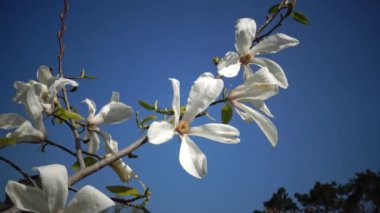 Manolyanın beyaz çiçekleri