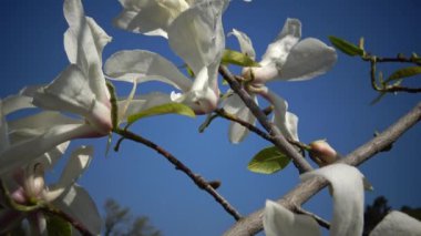 Manolyanın beyaz çiçekleri