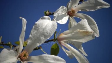 Manolyanın beyaz çiçekleri