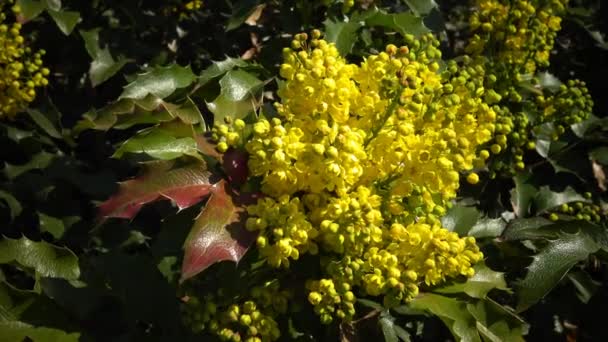 Mahonia aquifolium (uvas Oregon ou uvas Oregon) ) — Vídeo de Stock