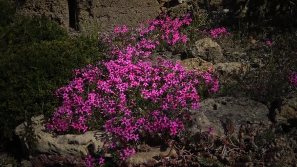 Phlox subulata - Красивые цветы на клумбе в ботаническом саду — стоковое видео