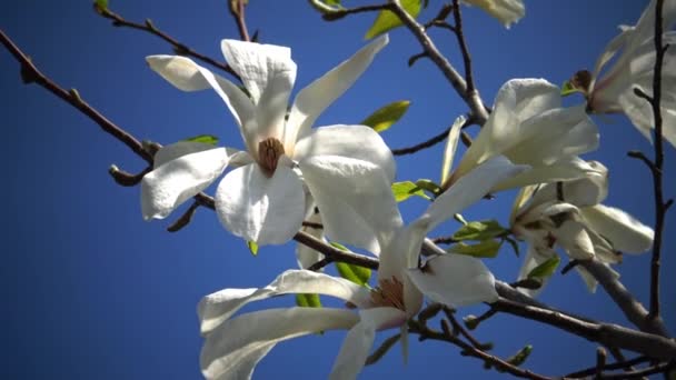 Witte bloemen van magnolia — Stockvideo