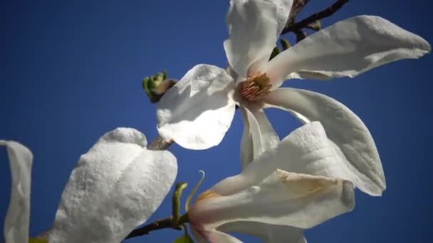 Weiße Blüten der Magnolie — Stockvideo