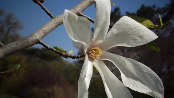 Flores brancas de magnólia — Vídeo de Stock
