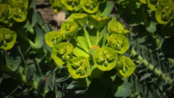 Euphorbia ist eine sehr große und vielfältige Pflanzengattung — Stockvideo