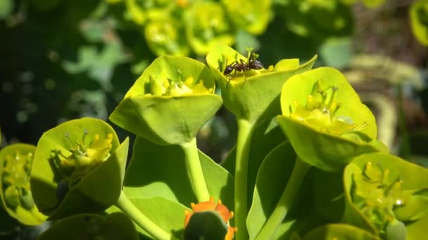 Euphorbia adalah genus tumbuhan berbunga yang sangat besar dan beragam — Stok Video