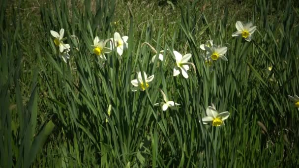 Narcissus in het veld — Stockvideo