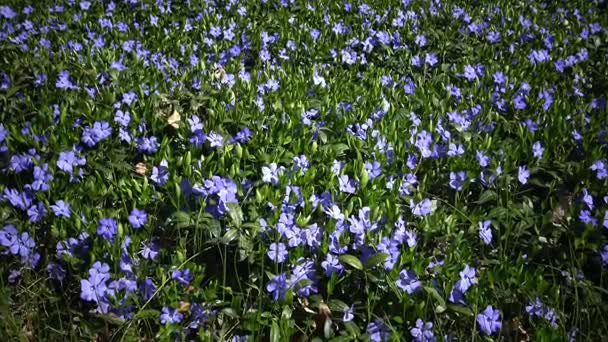 Vinca est un genre de plantes de la famille des Apocynaceae. 