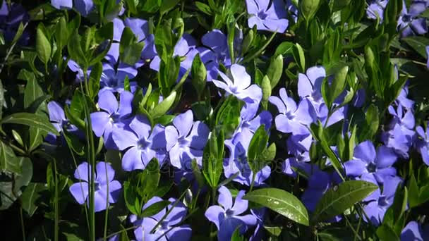 Vinca es un género de plantas con flores perteneciente a la familia Apocynaceae. — Vídeos de Stock