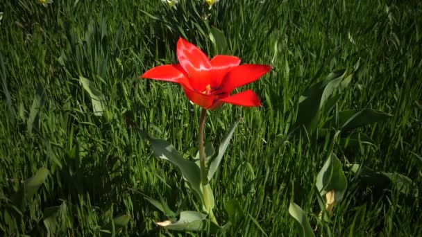 Die Tulpe, Zwiebelpflanzen aus der Familie der Liliengewächse — Stockvideo