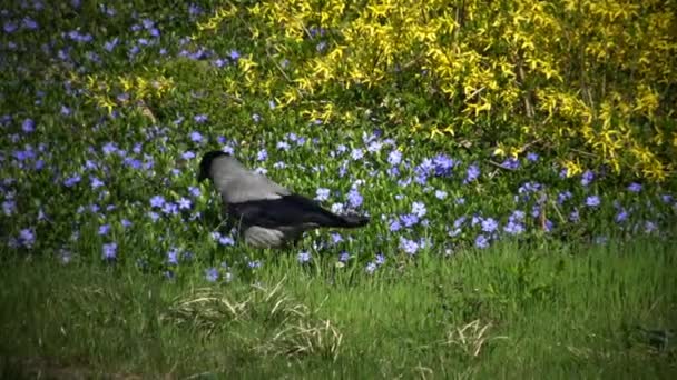 The hooded crow (Corvus cornix) — Stock Video