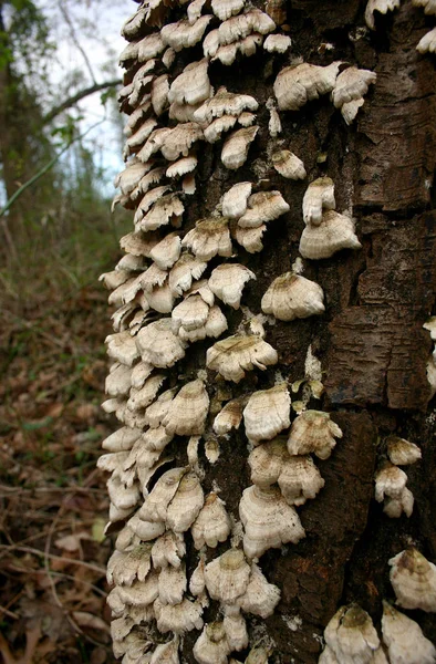 Bei funghi su un albero — Foto Stock