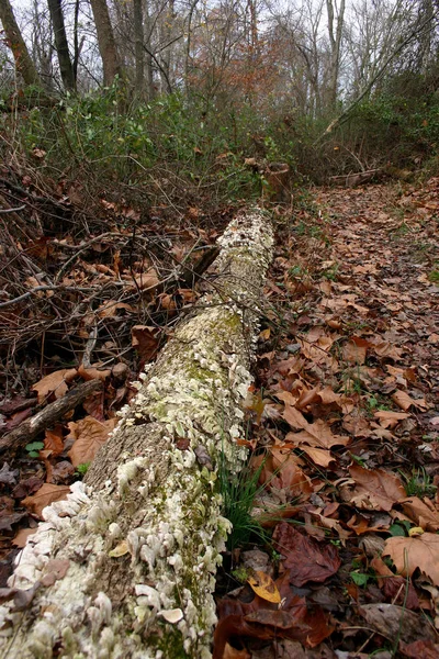 Árvores caídas na floresta — Fotografia de Stock