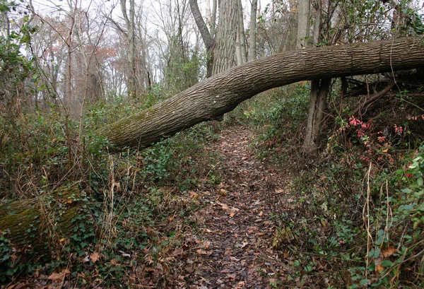 Árboles caídos en el bosque — Foto de Stock