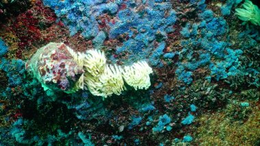 Karadeniz faunası. Bulga yılında sualtı mağaralarda deniz süngerleri
