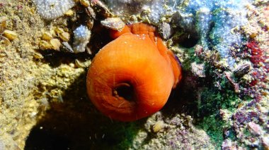 Bulgari sualtı mağaralarda Beadlet anemon (Actinia equina)