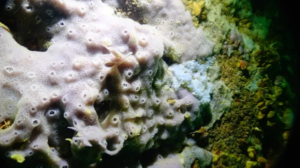 Fauna of the Black Sea. Sea sponges in underwater caves in Bulga