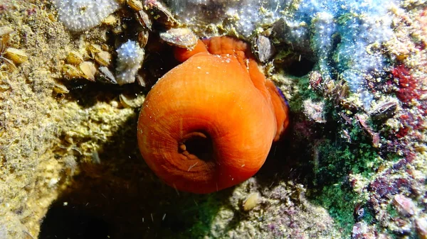 Beadlet anemone (Actinia equina) in onderwater grotten in Bulgari — Stockfoto