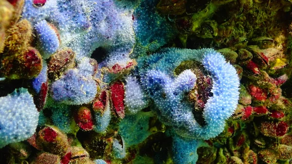 Фауна Черного моря. Морские губки в подводных пещерах Болгарии — стоковое фото