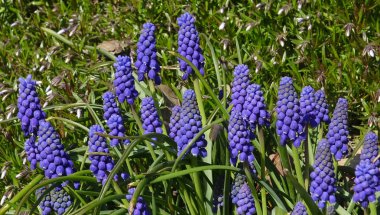 Muscari, Avrasya 'ya özgü uzun ömürlü bir bitki cinsidir.