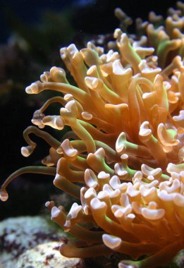 Yırtıcı deniz anemone Oceanarium bir deniz akvaryum içinde