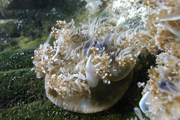 Predatory sea anemone in a marine aquarium in Oceanarium — Stock Photo, Image