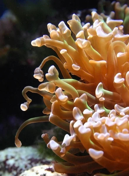 Anêmona marinha predatória em um aquário marinho no Oceanário — Fotografia de Stock