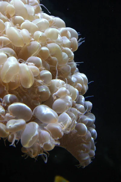 Underprissättning havsanemon i ett saltvattensakvarium i Oceanarium — Stockfoto