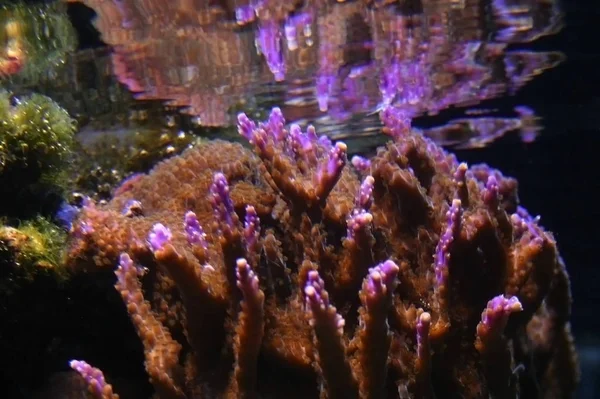 Морские анемоны - это группа водного обитания — стоковое фото