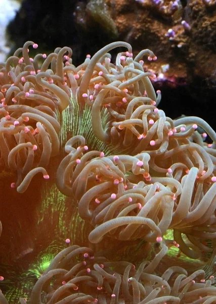 Хищный морской анемон в морском аквариуме в океанариуме — стоковое фото