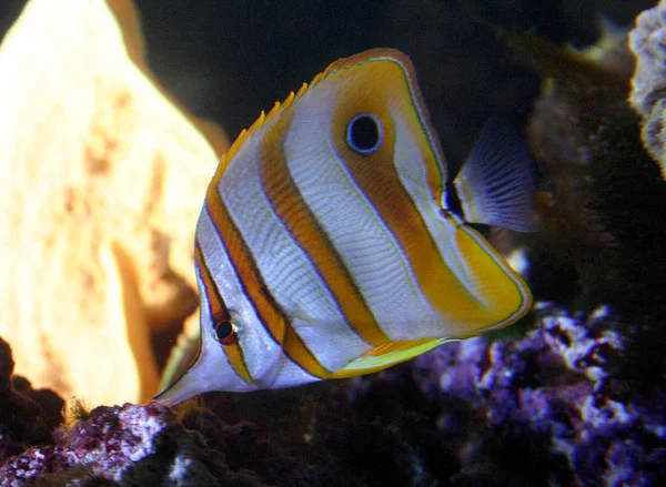 Krásná ryba v mořské akvárium — Stock fotografie