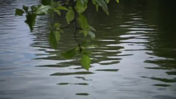 Mirada en el agua del lago, el reflejo del sol en el agua — Vídeo de stock