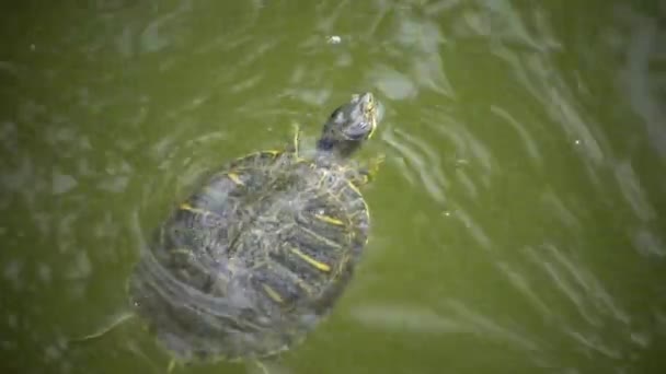 The marsh tortoise surfaced on the surface of the water to breathe air — Stock Video
