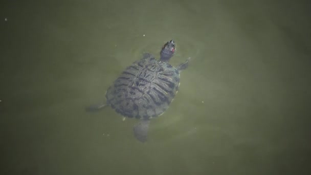 De schildpad marsh opgedoken op het oppervlak van het water te ademen lucht — Stockvideo