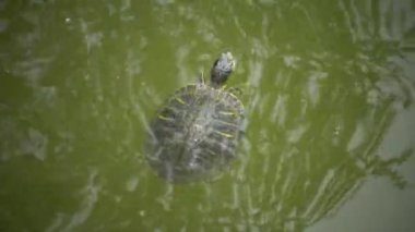 Havayı solumayı su yüzeyinde su yüzüne marsh kaplumbağa