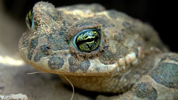 Обычная акушерская жаба (Bufo viridis ) — стоковое видео