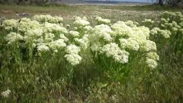 Kruidachtige plant schommels in de wind — Stockvideo