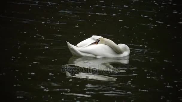 El cisne flota en el agua y luego esconde su cabeza bajo el ala — Vídeo de stock